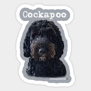 Black Cockapoo / Spoodle and Doodle Dog Sticker